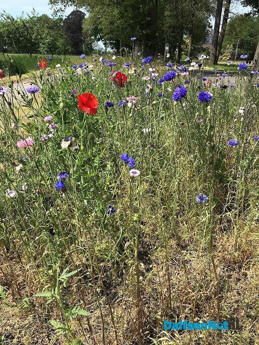 Wat een biodiversiteit ….. - Foto: Willie uut Hessum