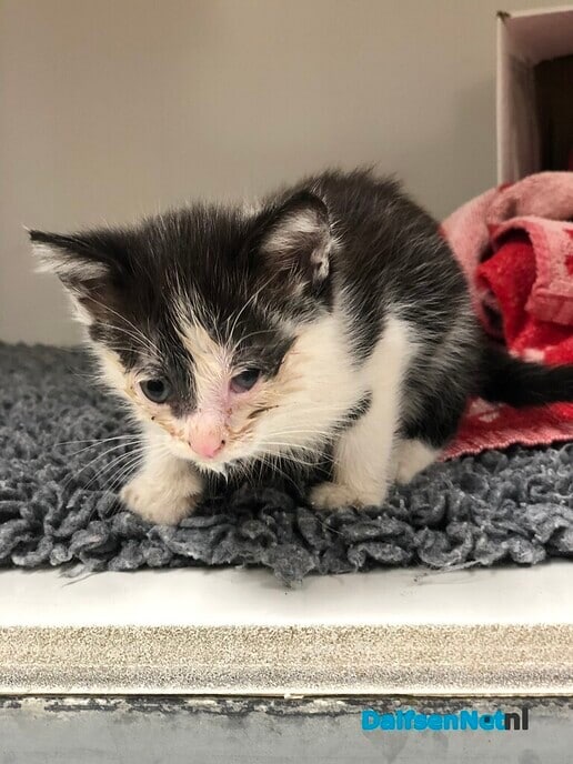 Kitten gevonden - Foto: Ingezonden foto