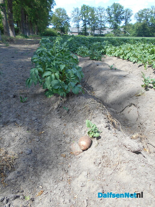 De aardappelen groeien als kool