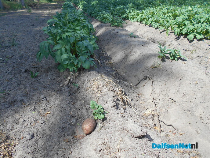 De aardappelen groeien als kool
