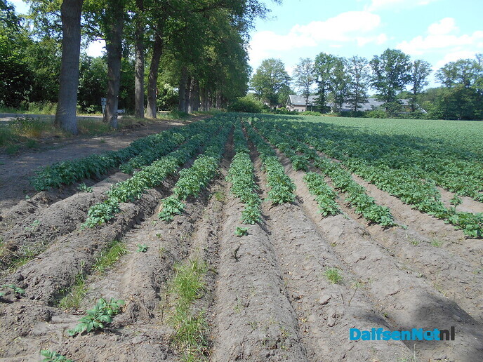 De aardappelen groeien als kool