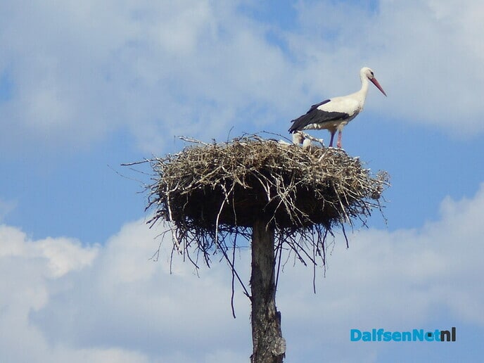 De ooievaars blijven gewoon terugkomen