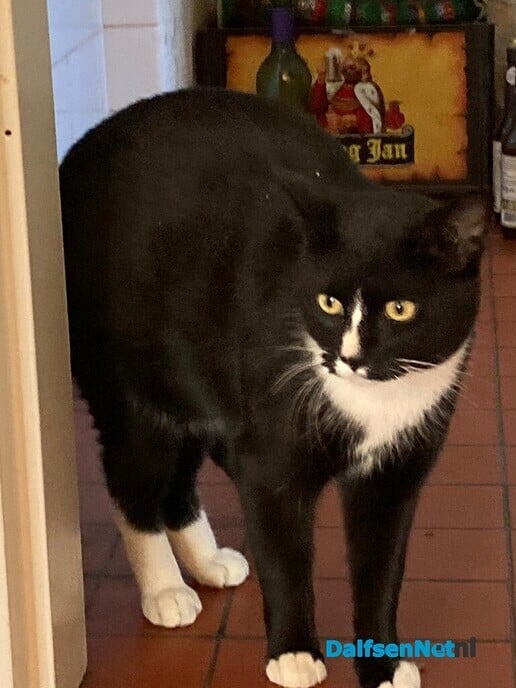 Poes weggelopen in Dalfsen, maar ook weer terug - Foto: Ingezonden foto