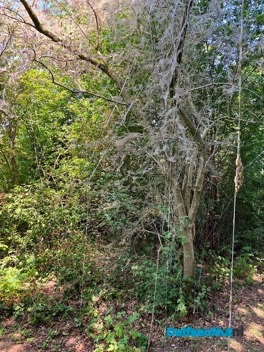 “Spookbomen” in bossingel achter Vilsterkamp - Foto: Paul Scholten