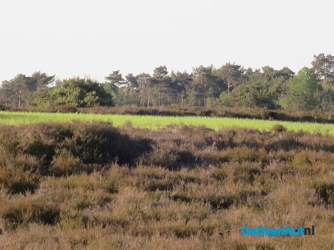 Slot-excursie heideherstel Lemelerberg druk bezocht - Foto: Wim