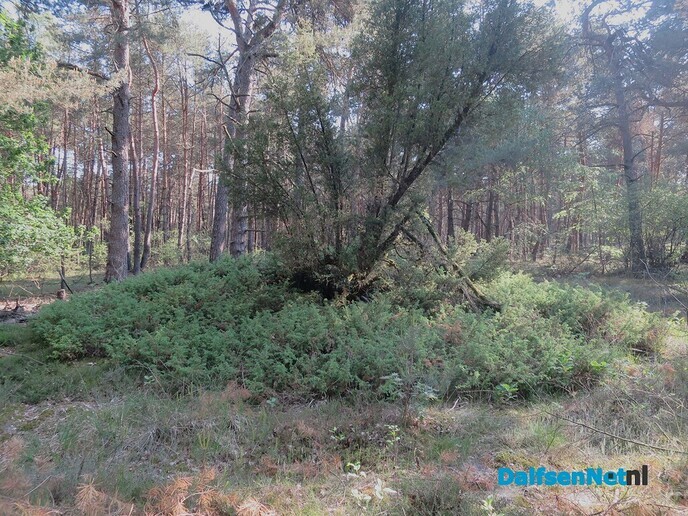 De natuur is aan het veranderen, varens overwoekeren? - Foto: Wim