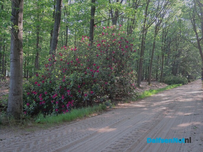 De natuur is aan het veranderen, varens overwoekeren? - Foto: Wim