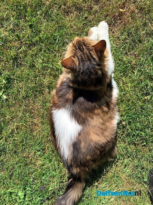 Kat vermist (Isil) – Moezenbeltweg - Foto: Ingezonden foto