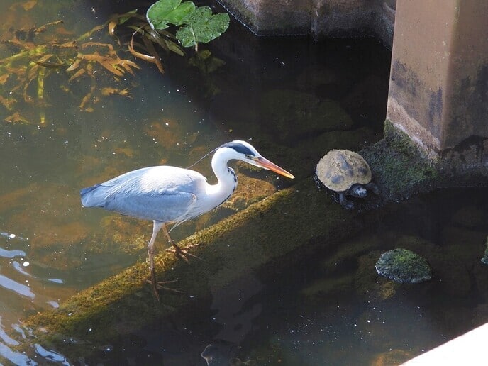 De reiger en de schildpad - Foto: Ingezonden foto