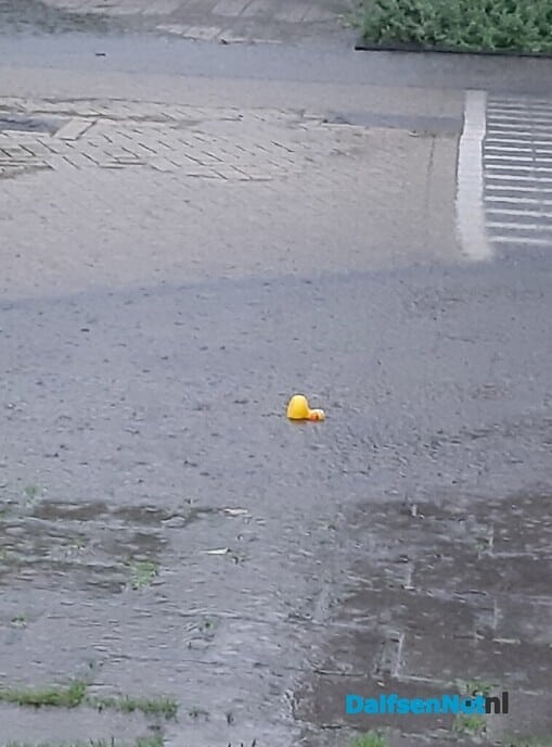 Hondenweer - Foto: Ingezonden foto