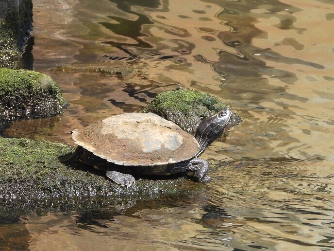 De reiger en de schildpad - Foto: Ingezonden foto