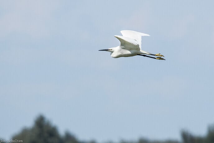 Egretta Garzette - Foto: Jos Scholten