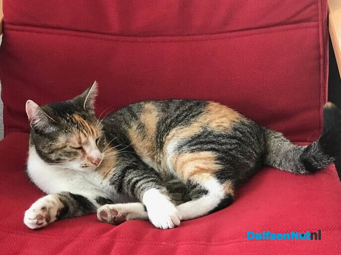 Poes Guusje vermist - Foto: Ingezonden foto