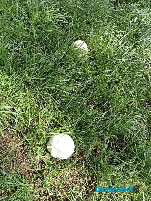 Kleintjes kunnen heel groot worden - Foto: Wim