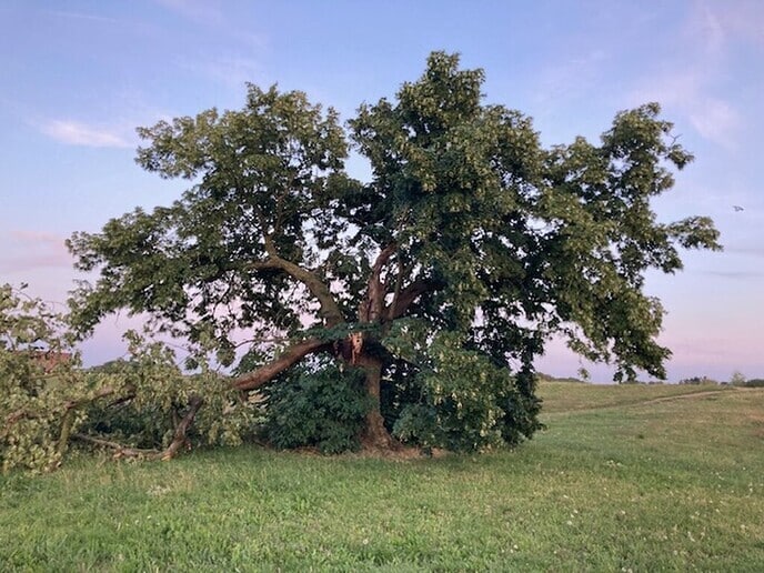 Stormschade – karakteristieke lindeboom
