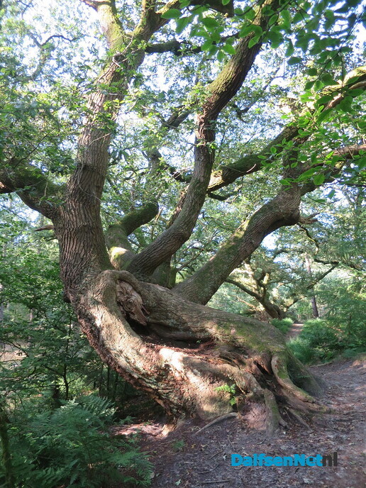 Wandelen via de oude Koningsweg en Kogelvanger - Foto: Wim