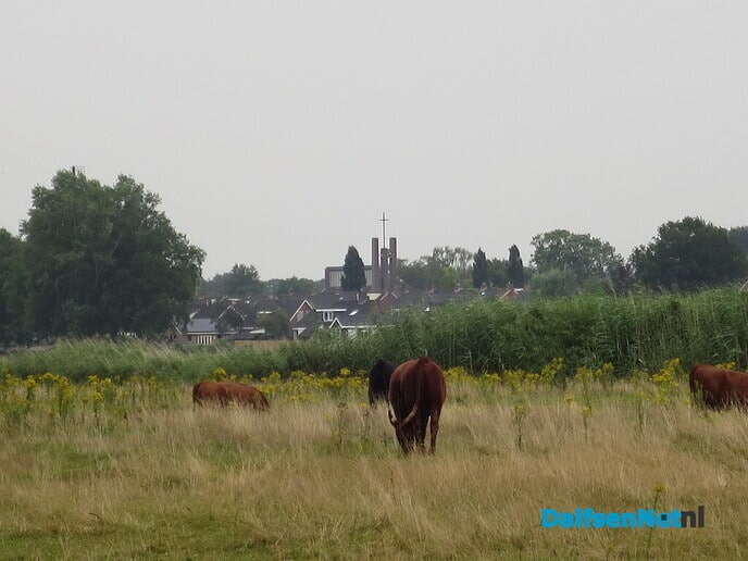 Een miezerige zondagmorgen, goed voor de mais - Foto: Wim