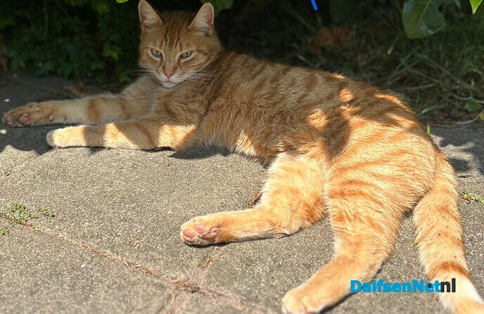 Rode kater vermist en ook weer terug - Foto: Ingezonden foto