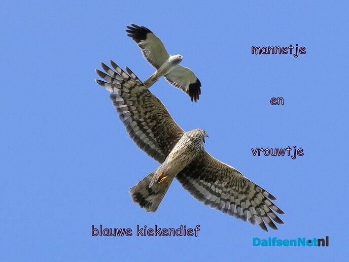 De blauwe kiekendief - Foto: Ingezonden foto