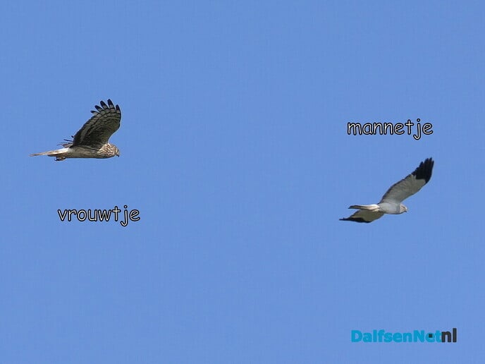 De blauwe kiekendief - Foto: Ingezonden foto
