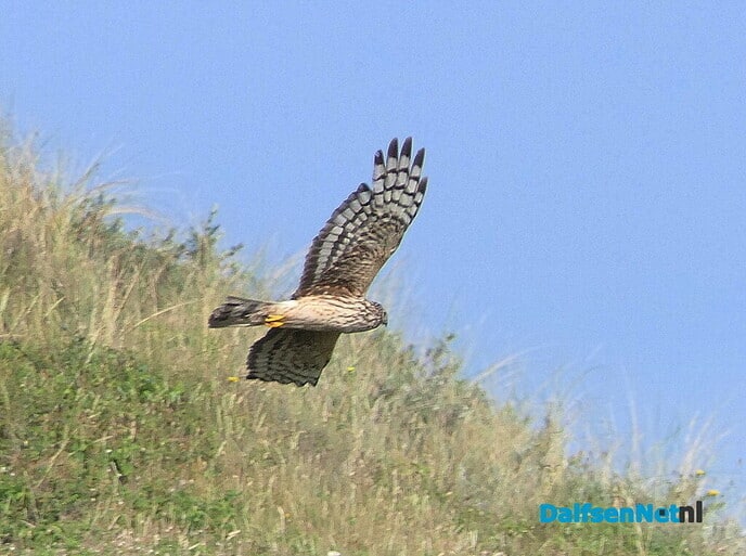 De blauwe kiekendief - Foto: Ingezonden foto
