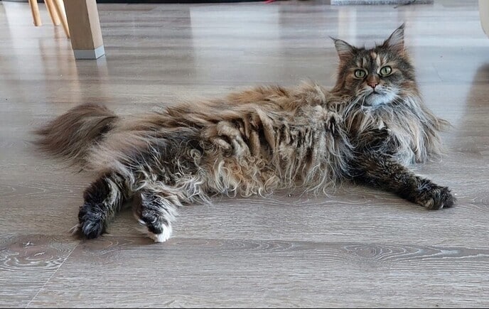 Langharige poes ontsnapt maar wel weer terug - Foto: Ingezonden foto
