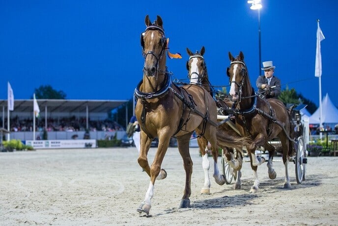 Beste tuigpaarden en Friezen van Nederland naar CSI Ommen - Foto: Ingezonden foto