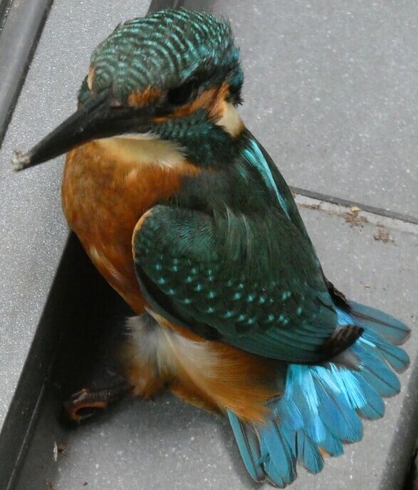 IJsvogel - Foto: Ingezonden foto