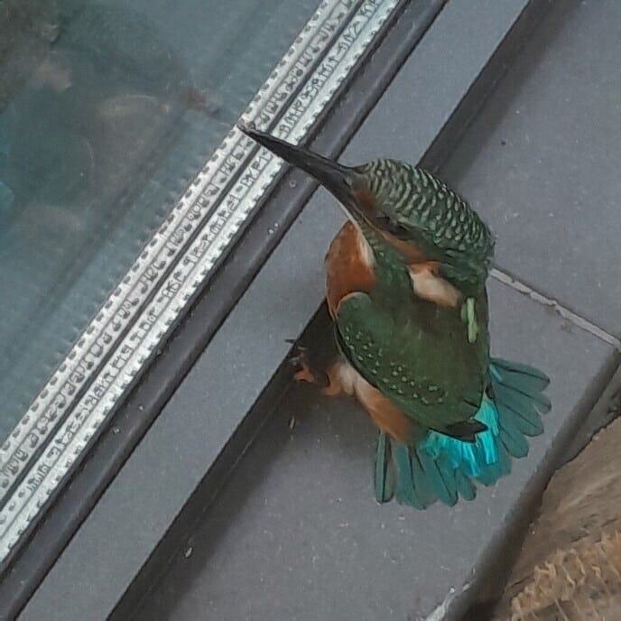 IJsvogel - Foto: Ingezonden foto