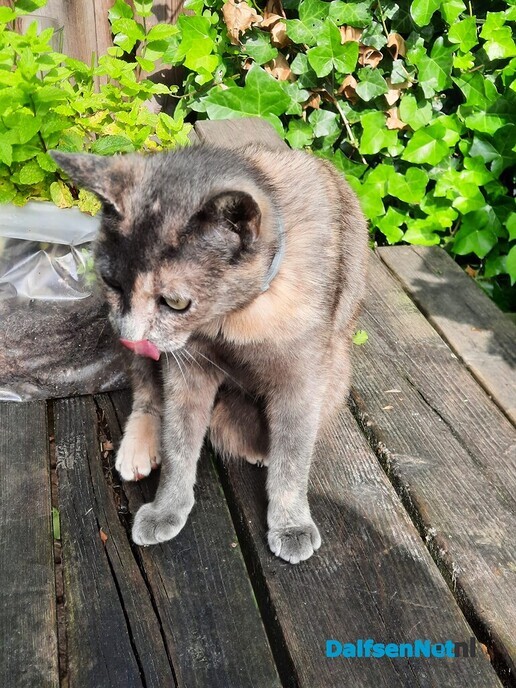 Kat Sok was vermist, maar is weer thuis - Foto: Ingezonden foto