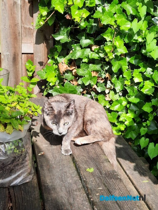 Kat Sok was vermist, maar is weer thuis - Foto: Ingezonden foto