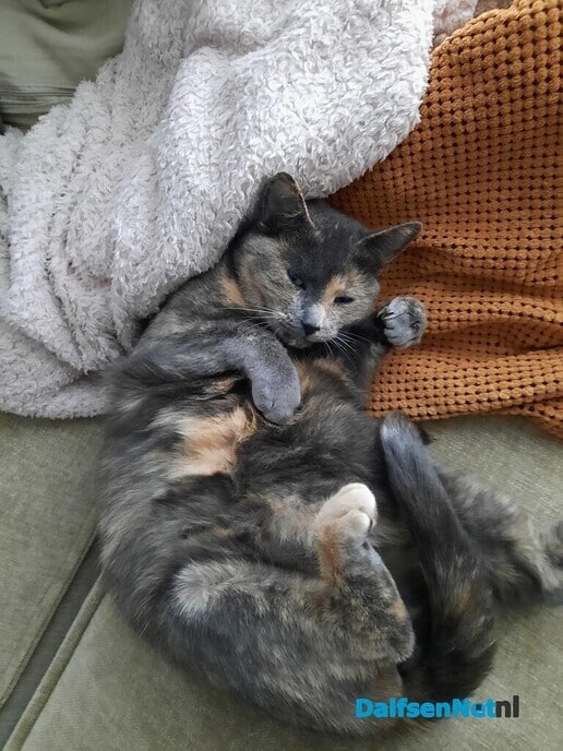 Kat vermist - Foto: Ingezonden foto