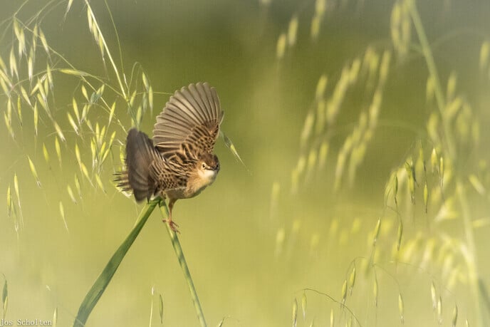 Bewoner van zonneroosjes - Foto: Jos Scholten
