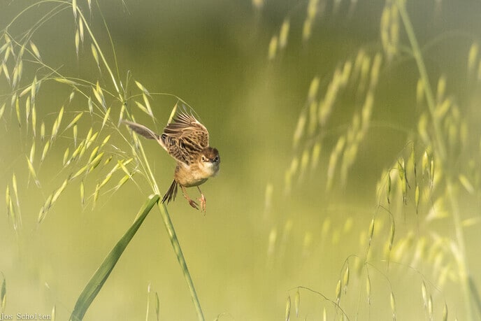 Bewoner van zonneroosjes - Foto: Jos Scholten