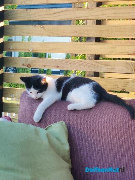 Klein poesje vermist - Foto: Ingezonden foto