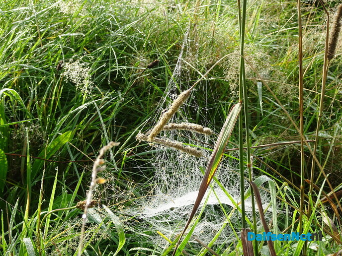 Het parelde op Bellingeweer - Foto: Ingezonden foto