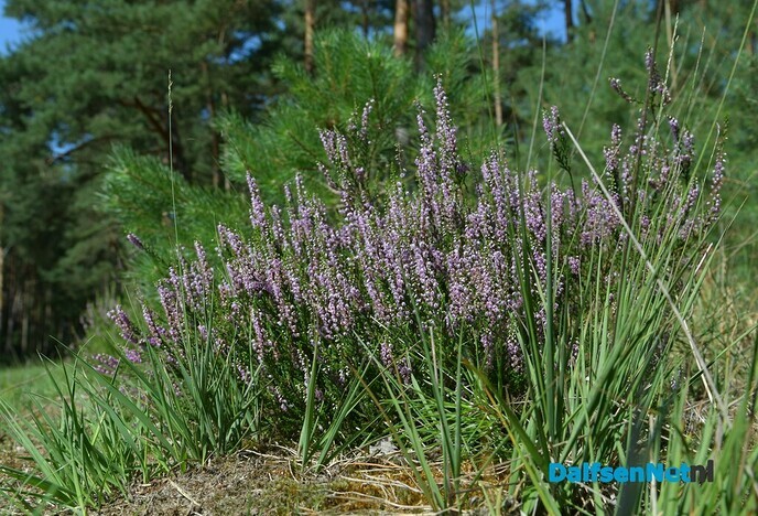 Heide op het Rechterense Veld in bloei - Foto: Johan Bokma