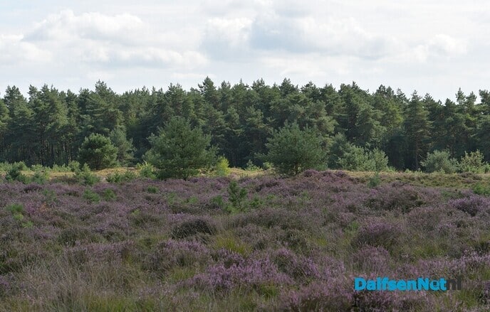 Heide op het Rechterense Veld in bloei - Foto: Johan Bokma
