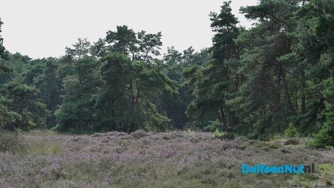 Heide op het Rechterense Veld in bloei - Foto: Johan Bokma
