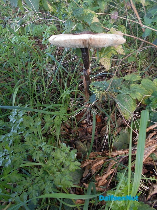 Reuzepaddenstoel