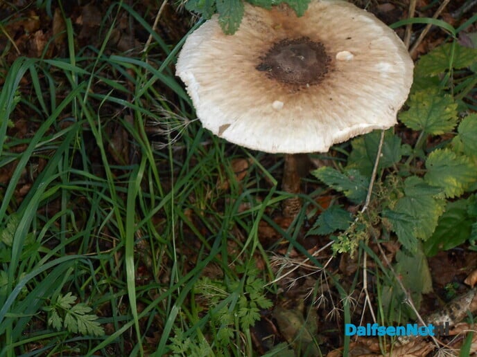 Reuzepaddenstoel