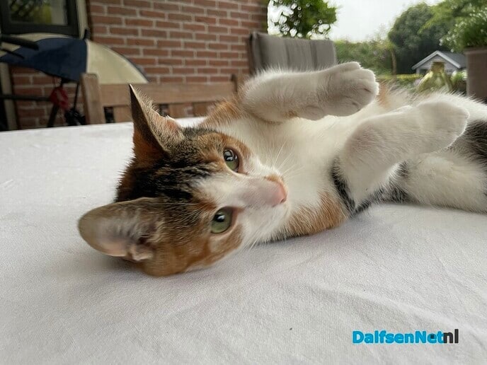 Baasje poes is bekend - Foto: Ingezonden foto