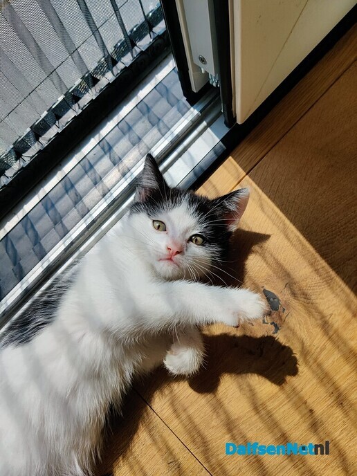 Klein poesje vermist - Foto: Ingezonden foto
