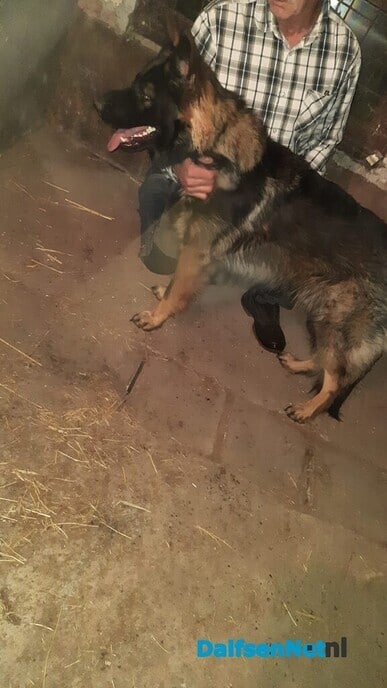 Hond gevonden - Foto: Ingezonden foto