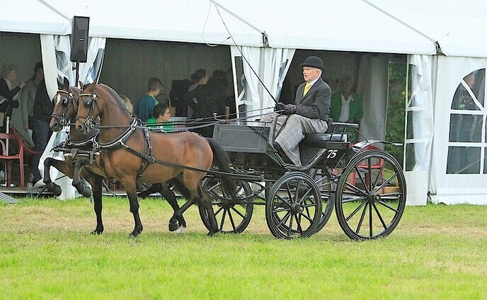 De hobby van Gerrit van der Kolk: Hackney pony’s - Foto: Johnnij van Ingen