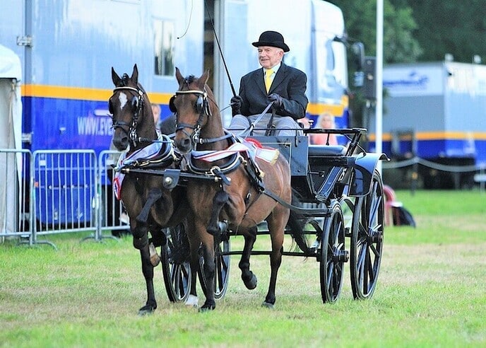 De hobby van Gerrit van der Kolk: Hackney pony’s - Foto: Johnnij van Ingen