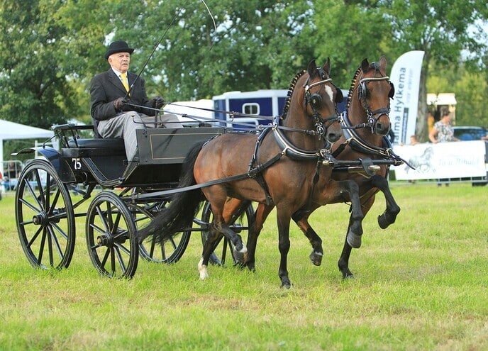 De hobby van Gerrit van der Kolk: Hackney pony’s - Foto: Johnnij van Ingen