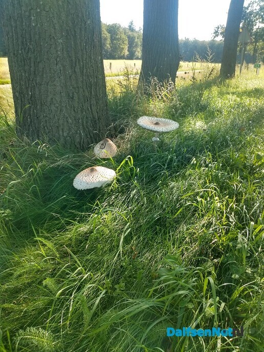 Grote paddestoelen - Foto: Ingezonden foto