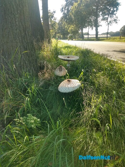 Grote paddestoelen - Foto: Ingezonden foto
