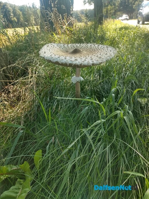 Grote paddestoelen - Foto: Ingezonden foto